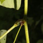 Mucuna pruriens Bark