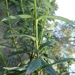 Cistus ladanifer অভ্যাস