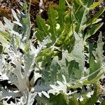 Cirsium douglasii Foglia