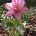 Fritillaria pluriflora Цветок