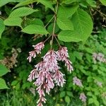 Syringa josikaea Flower