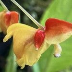 Impatiens auricoma Blomst