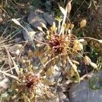 Allium oleraceum Fruit