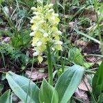 Orchis pallens Flower
