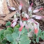 Kalanchoe fedtschenkoi फूल