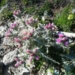 Carduus carlinoides Flor