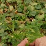 Stellaria aquatica Leaf