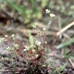Radiola linoides Vivejo