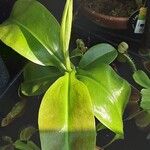 Nepenthes mirabilis Folha