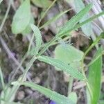 Valerianella dentata Leaf