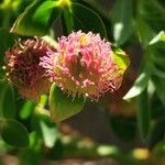 Euphorbia fragifera Flower