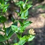 Ixanthus viscosus Otro