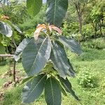 Madhuca longifolia Hoja