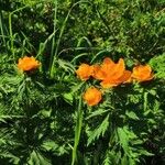 Trollius asiaticus Květ