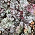 Heuchera sanguinea Leaf