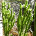 Lycopodium clavatum Blad