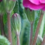 Primula × polyantha Sonstige