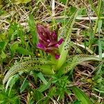 Dactylorhiza incarnata Συνήθη χαρακτηριστικά