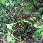 Cheiloclinium cognatum Floare