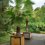 Washingtonia filifera Хабит