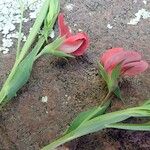 Lathyrus cicera Λουλούδι