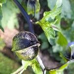 Nicandra physalodes Fruto