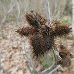 Xanthium orientale ഫലം