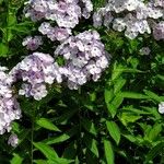 Phlox maculataFlor