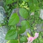 Hibiscus rosa-sinensis Blad