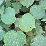 Macaranga indica Hoja