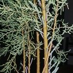 Juniperus scopulorum Casca