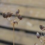 Petroselinum crispum Fruit