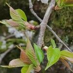 Prunus × yedoensis Blad