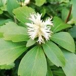 Pachysandra axillaris Blüte