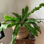 Asplenium nidusList