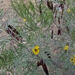 Senna artemisioides Flower