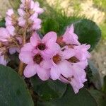 Bergenia crassifolia 花