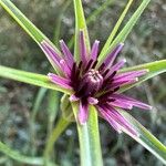 Tragopogon angustifolius 花
