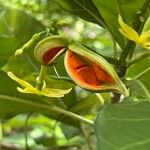Tabernaemontana laurifoliaΦρούτο