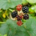 Rubus vestitus Fruct