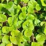 Dichondra repens Hábito
