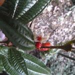 Miconia mayeta Fruchs