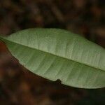 Myrcia decorticans Leaf