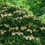 Cornus kousa Hábitos