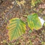 Sorbus semiincisa Листок