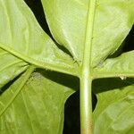 Syngonium angustatum Blatt