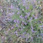 Teucrium orientale 花