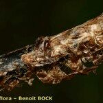 Dryopteris aemula Bark