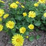 Doronicum caucasicum ശീലം