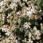 Frankenia corymbosa Flor